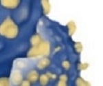Measurement of Cancer Biomarker Enrichment in Exosomes