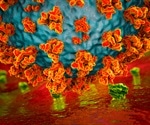 Good cholesterol helps SARS-CoV-2 enter cells