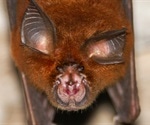 Researchers discover close SARS-CoV-2-relative in animal hosts outside China