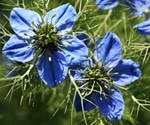 Natural products and herbal medicines show promise in fight against COVID-19