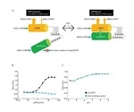 Direct, Live-Cell Measurement of ATP via the Incucyte® ATP Assay