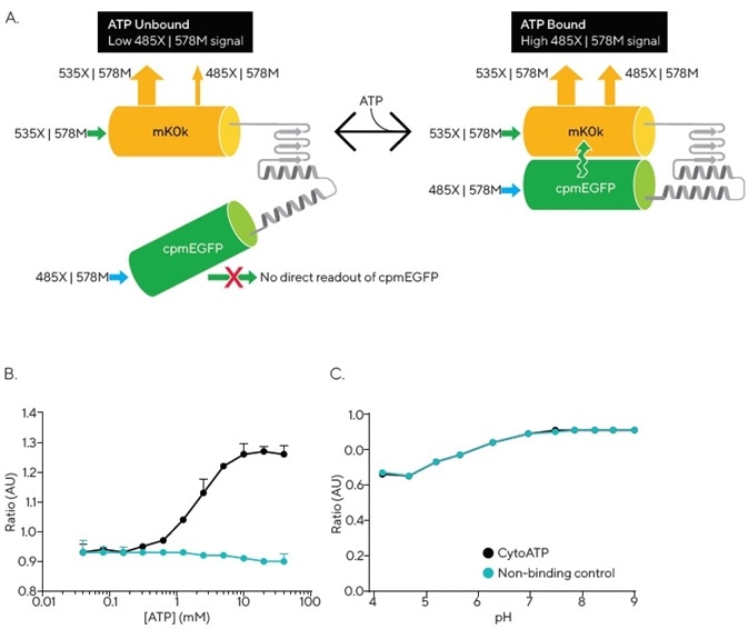 Incucyte® CytoATP and Non-binding Control Lentivirus Reagents. The schematic depicts a conformational change that occurs upon ATP binding, resulting in FRET that can be detected by the Incucyte® SX5 Metabolism Optical Module. Images are acquired using a dual excitation, fixed emission paradigm. The ratio of fluorescence intensity of those images (485X | 578M) / (535X | 578M) is used to evaluate dynamic population changes in ATP (A). In vitro measurements of purified proteins at 37° C demonstrate ATP dependence of CytoATP and ATP independence of Non-binding Control fluorescence readouts (B). Both indicators show stable ratios near physiological pH and track together across lower pH values (C).