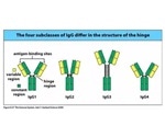 Supporting Therapeutic Antibody Development with Fc Receptor Affinity Testing