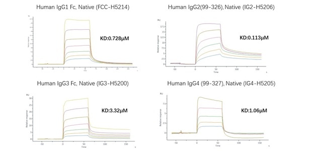 Supporting Therapeutic Antibody Development with Fc Receptor Affinity Testing