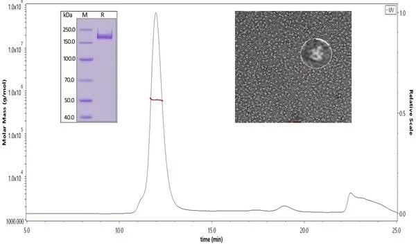 ACRO SARS-CoV-2 S protein was verified through SDS-PAGE, SEC-MALS, and negative staining electron microscopy. Our S trimer protein has over 90% purity with an MW of 550-660 kDa. According to the data of negative staining electron microscopy, the S trimer protein has a similar size and appearance compared to references.