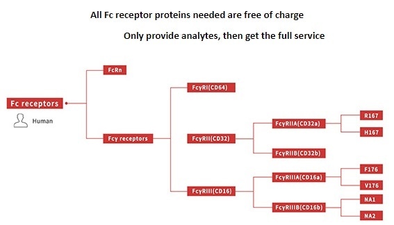 Supporting Therapeutic Antibody Development with Fc Receptor Affinity Testing
