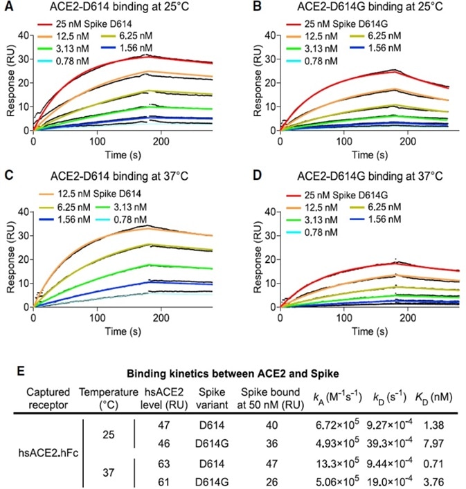 SARS-CoV-2 D614G S Protein Variant Binds ACE2 Weaker than the Ancestral Protein
