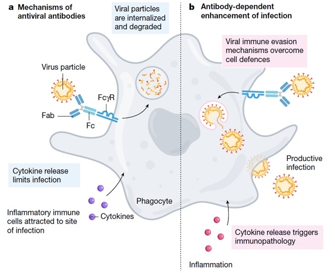 Mechanism of ADE.