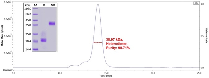 Human CD3E&CD3D Heterodimer Protein, His Tag&Tag Free (Cat. No. CDD-H52W1) on SDS-PAGE under reducing (R) and non-reducing（NR）condition. The purity of the protein was more than 85% and around 35-43 kDa verified by SEC-MALS.