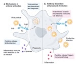 SARS-CoV-2 Infection: Do You Know About the Antibody-Dependent Enhancement (ADE)?