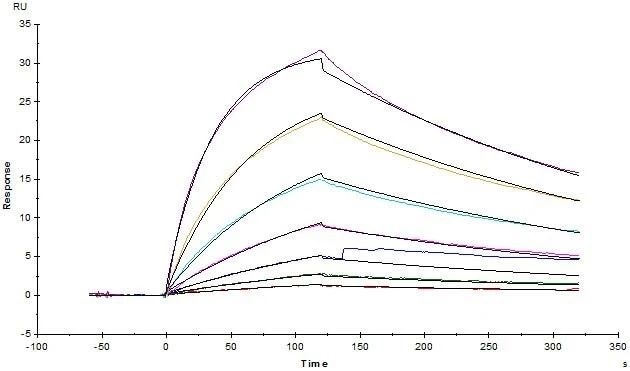 Human CD3E&CD3D Heterodimer Protein, His Tag&Tag Free (Cat. No. CDD-H52W1) on SDS-PAGE under reducing (R) and non-reducing(NR)condition. The purity of the protein was more than 85% and around 35-43 kDa verified by SEC-MALS.