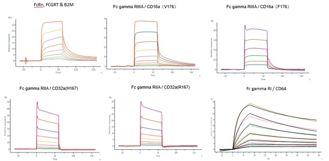 Identification of a Bispecific Antibody with Bioactivity Analysis