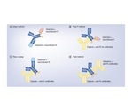 Identification of a Bispecific Antibody with Bioactivity Analysis