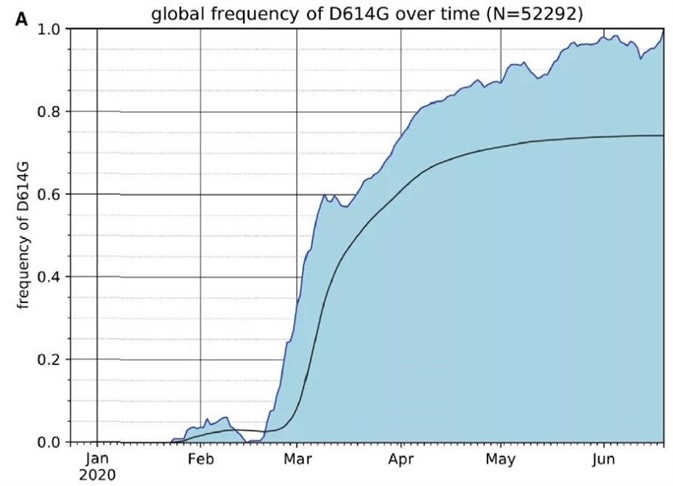 The Frequency of the SARS-CoV-2 S Protein D614G Variant over the Course of the Pandemic Has Increased Nearly to Fixation.