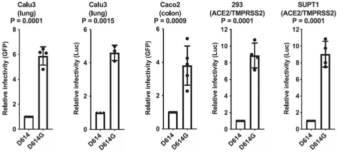 SARS-CoV-2 D614G S Protein Variant Enhances Infectivity of Pseudotyped Lentiviruses in Cell Culture.