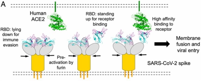 Spike protein receptor binding domain binding to ACE2 for viral entry [3].