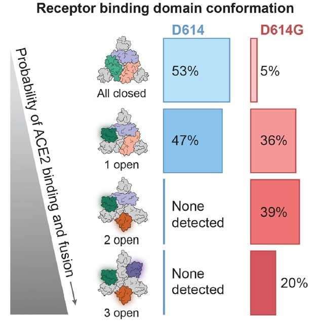 D614G mutation increased the amount of RBD 2 open and 3 open