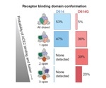 D614G Mutation of COVID-19: What Does it Mean?