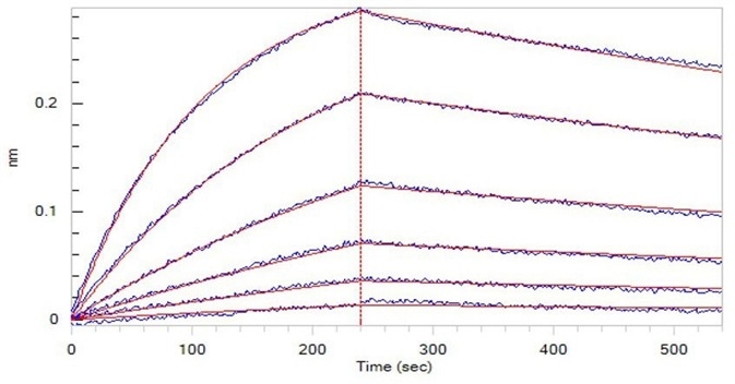 Opdivo (Nivolumab), loaded on Protein A biosensor, can bind to Human PD-1, His Tag (HPLC-verified) (Cat. No. PD1-H5221) with an affinity constant of 5.09 nM as determined in BLI assay (ForteBio Octet Red96e).