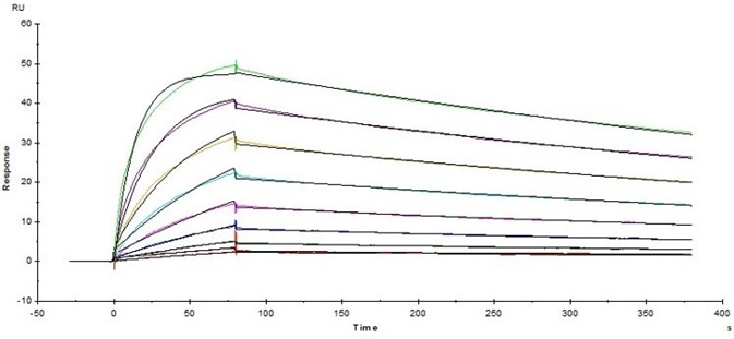 Immobilized Human Fc gamma RI / CD64 Protein (Cat. No. FCA-H52H2) on CM5 Chip via anti-Histidine antibody, can bind Herceptin® with an affinity constant of 5.45 nM as determined in SPR assay ( Biacore T200 ).