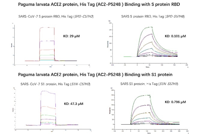 SPR verified that Paguma larvata ACE2 protein has a higher binding affinity to SARS than SARS-COV-2. The affinity constant of SARS S RBD and civet ACE2 can reach 0.101 µM, while the affinity constant of SARS-CoV-2 S RBD protein and civet ACE2 is only 29 µM. The affinity constant of SARS S1 protein and civet ACE2 can reach 0.796 µM, while the affinity constant of SARS-CoV-2 S1 protein and civet ACE2 is only 47.3 µM