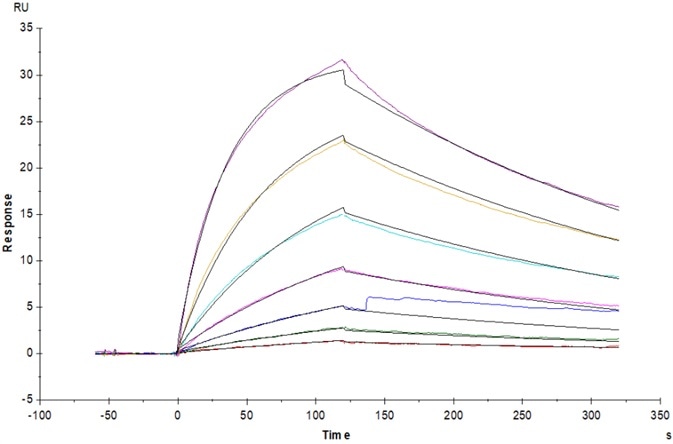 Bispecific T-cell Engager (CD3×BCMA) immobilized on CM5 Chip can bind to Human CD3E&CD3D Heterodimer Protein, His Tag&Tag Free (Cat. No. CDD-H52W1) with an affinity constant of 31.8 nM as determined in a SPR assay (Biacore T200).