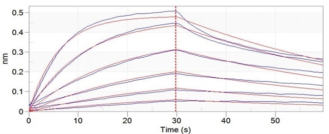 Trastuzumab can bind to C1q with an affinity constant of 3.24 nM as determined in BLI assay (ForteBio Octet Red96e)