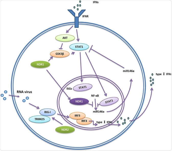 NDR1 in Disease NDR1 in Disease