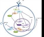 NDR1/2’s Role in Infection