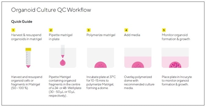 Assay Workflow