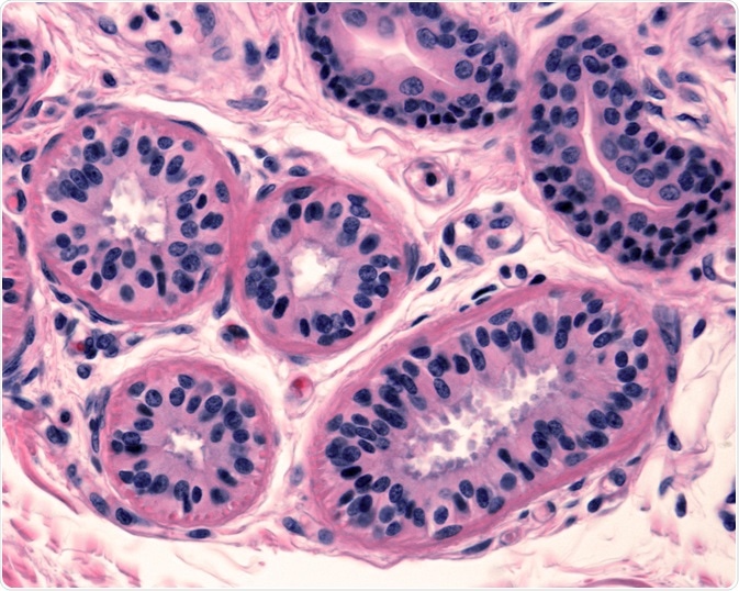 glands