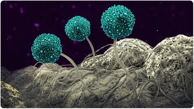 spores