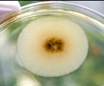 Production of Itaconic Acid in Microorganisms