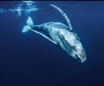 Using hypoxia adaptations in marine mammals to understand COVID-19