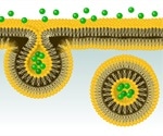 An Overview of Endocytosis