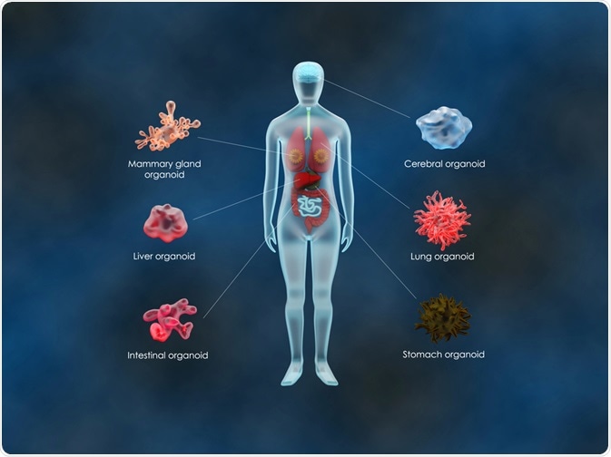 organoid