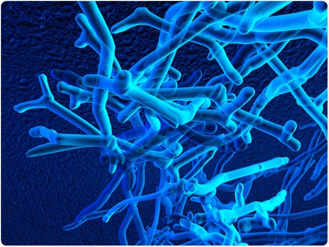 Bifidobacteria 3D illustration. Credit: Liaskovskaia Ekaterina / Shutterstock