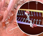 Cancer chemical from common gut microbe