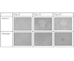 Prevention of Esophageal Strictures Using Peptigel Hydrogels