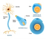 What are Schwann Cells?