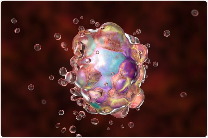 Cell Apoptosis Cell Apoptosis
