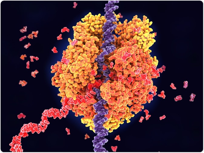 RNA RNA