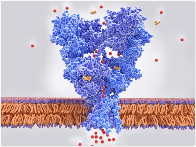 Glutamate Receptor Glutamate Receptor