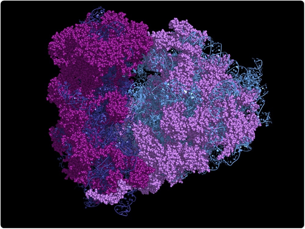 Ribosome