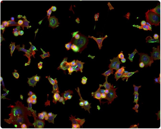 Fluorescent Cells