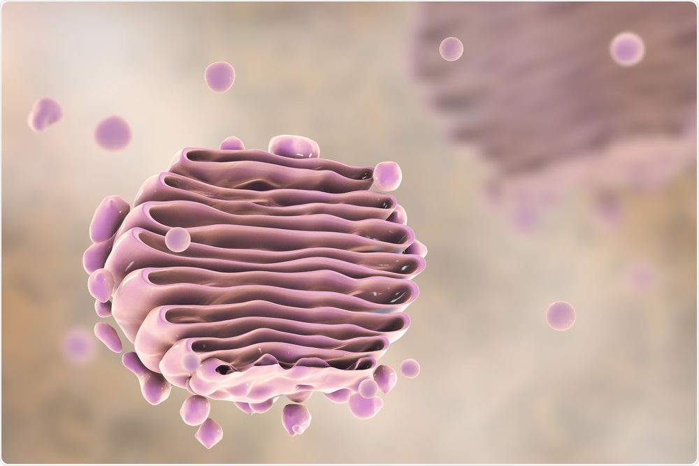 The Golgi apparatus is the site of many post-translational modifications