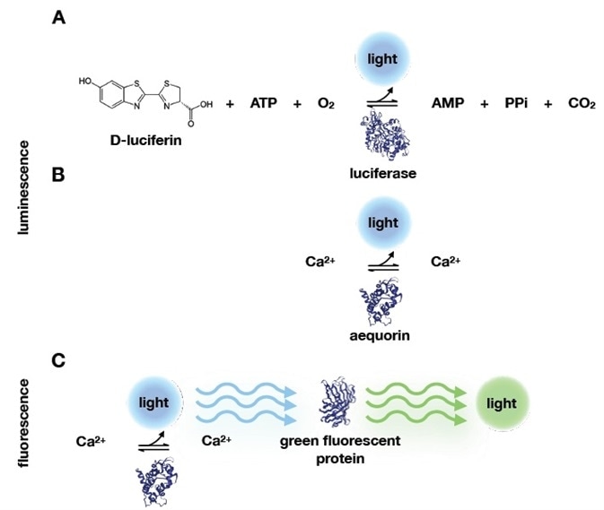 Bioluminescence and fluorescence reactions. A) Before Shimomura’s work, bioluminescence reactions were known to require ATP, O2 and the D-luciferin substrate. D-luciferin is oxidized during the enzymatic reaction with luciferase, which produces light. Shimomura and colleagues identified a simpler system, that only required calcium and aequorin. B) In addition, they discovered that the blue light emitted from calcium binding to aequorin could be absorbed by another protein that would emit green light. This protein was therefore called green fluorescent protein. Protein structures‡‡ in this image were retrieved from the protein data bank (PDB): luciferase (2D1R), aequorin (1EJ3), and green fluorescent protein (1EMB). Bioluminescence and fluorescence reactions.
