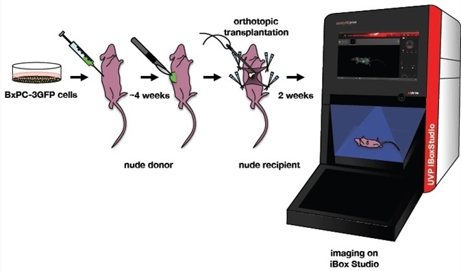 Orthotopic mouse model of pancreatic cancer. BxPC-3GFP human pancreatic cancer cell lines were maintained under selection. A nude donor mouse was injected with these cells. A piece of the GFP tumor was excised from the donor and implanted onto the tail of the pancreas in a nude recipient. Two weeks after implantation, the mouse was imaged on a UVP iBox Studio. Orthotopic mouse model of pancreatic cancer.