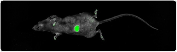 Imaging of GFP orthotopic mouse model. Imaging was performed on the UVP iBox Studio. The mouse was anesthetized according to Lwin et al (2018). The mouse was placed on top of warming plate during capture, GFP was excited using standard blue overhead LED illumination and a green (GFP) emission filter. The image was post-processed and composited using Analytik Jena’s VisionWorks software package ver. 9.0. Imaging of GFP orthotopic mouse model.