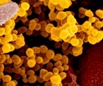 Two genome sequences of coronavirus (COVID-19) show possible internal transmission